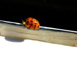 Ladybug on Window Sill, Karen Laslo, Photography