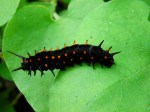Pipevine Swallotail Butterfly Caterpillar, Karen Laslo, Photography