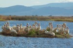 White Pelicans, Karen Laslo, Photography