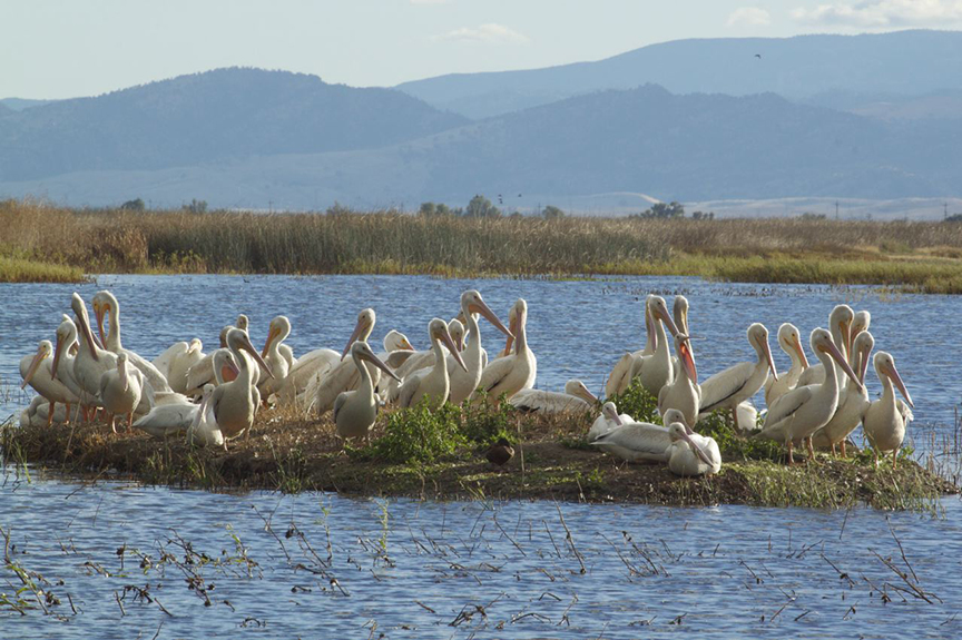 White Pelicans, Karen Laslo, Photography