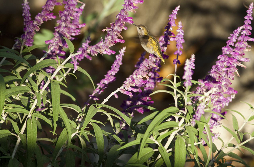 Anna's Hummingbird, Karen Laslo, Photography