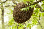 Bee Swarm, Karen Laslo, Photography