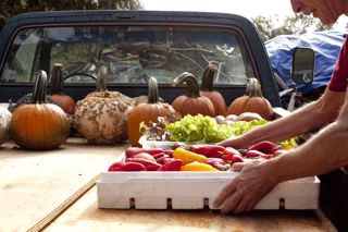 Small, organic farmer loads up his truck for the Farmers' Market
