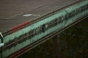 _MG_3787Acorn/SycPool