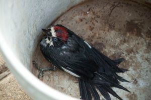_MG_3792Acorn/Bucket