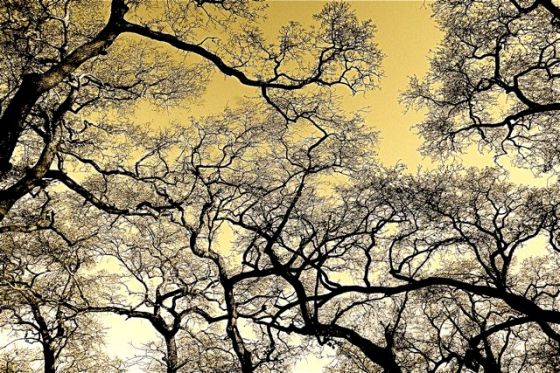 Oak Canopy In Winter