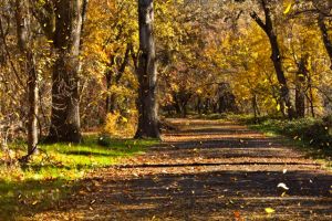 _MG_9451Park-leaf fall