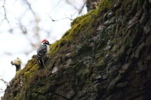 _MG_4076Nuttall's WoodPecker