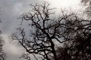 _MG_4778GraySkyWinterOak