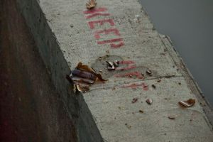 _MG_3979Glass-fishladder