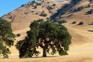 South side of Sutter Buttes where well are located