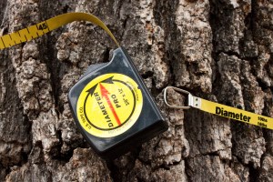 Tree Diameter about 47"