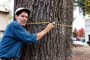 Charles Withhun measures the Oak