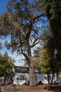 Valley Oak to be removed unless public speaks up