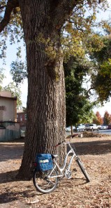 Salem & 8th Sts. and Valley Oak