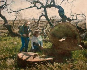 Developer Meghdadi cut down over 100 healthy heritage Valley Oaks,3/29/02. Photo by Tim Bosquet