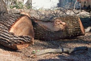 Pieces of the oak's limbs don't appear to be diseased.
