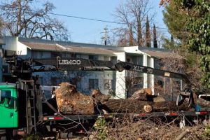 Pieces of the oak's trunk.
