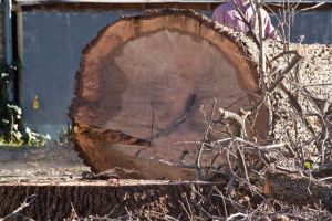 The tree doesn't appear to have been diseased.