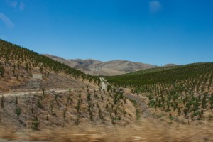 San Joaquin Valley "almond orchard"