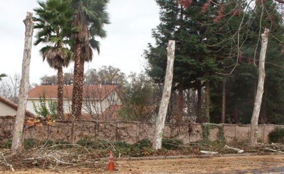 South-facing, now these neighbors will have blazing hot backyards. Palms drop big branches too.