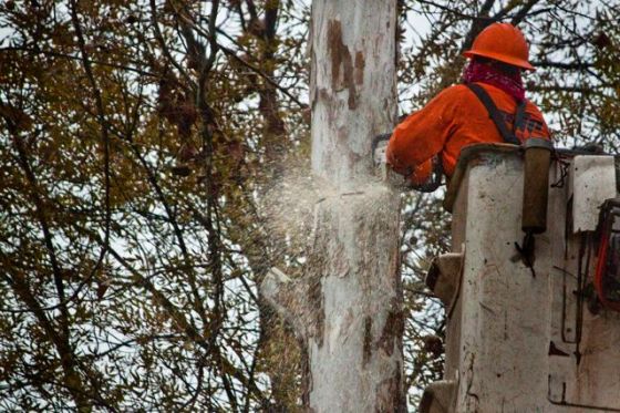The last tree is chain-sawed.