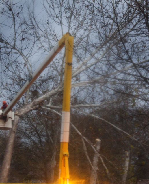 In the murky light of the rain the last tree falls.