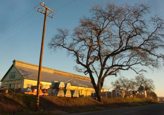 King Industries' 300 year old Valley Oak - in the path of PG&E too.