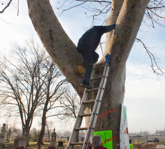 Dave goes up into the tree.