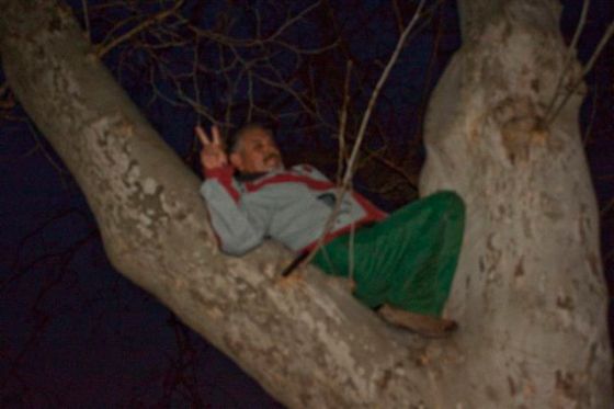 Dave climbs up into a tree again.