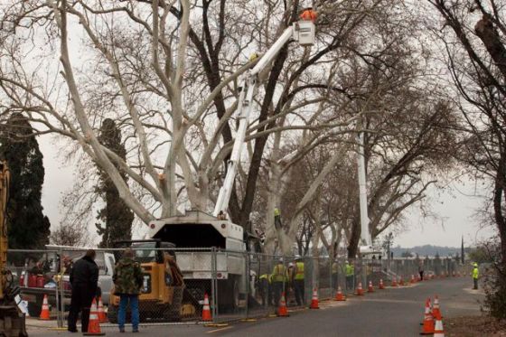PG&E don't waste time - 3 trees get cut at the same time.