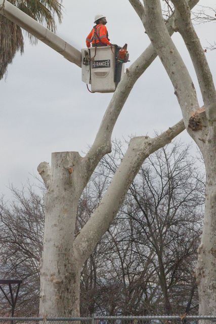 After the massacre. Heritage Tree gone forever.