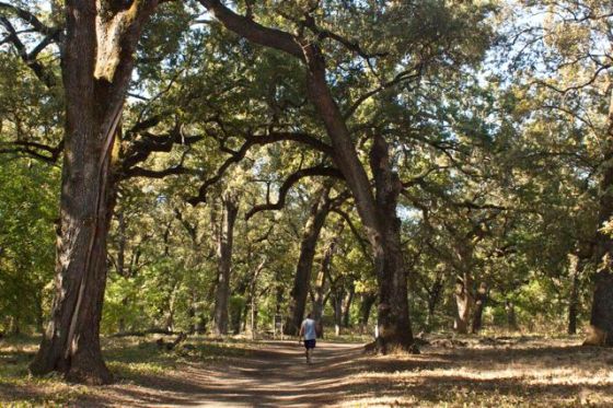 Valley Oaks, Bidwell Park