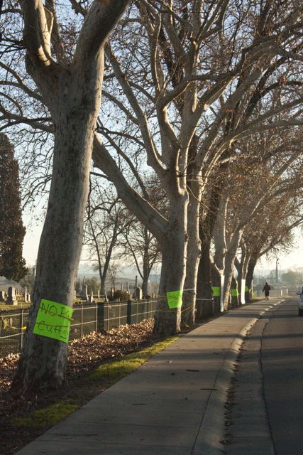 Beautiful old trees in front of Oroville Cemetery