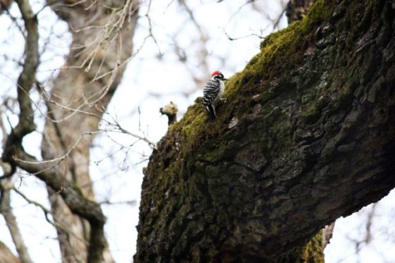 Nutall's Woodpecker on Valley Oak, Bidwell Park
