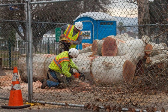 Heritage Tree gone forever.