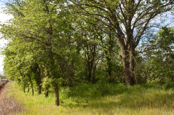 Mature Valley Oaks could be cut down by PG&E.