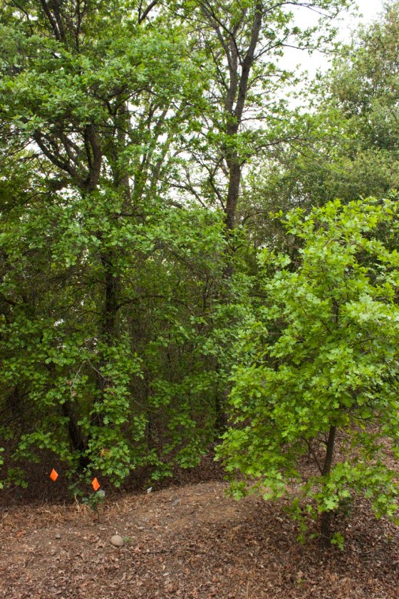 Small Valley Oaks will be damaged or torn out.