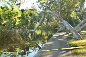 One of the iconic Sycamores trees falls into the pool. We still don't have an Urban Forester and our tree crew is down to 3. permanent employees.