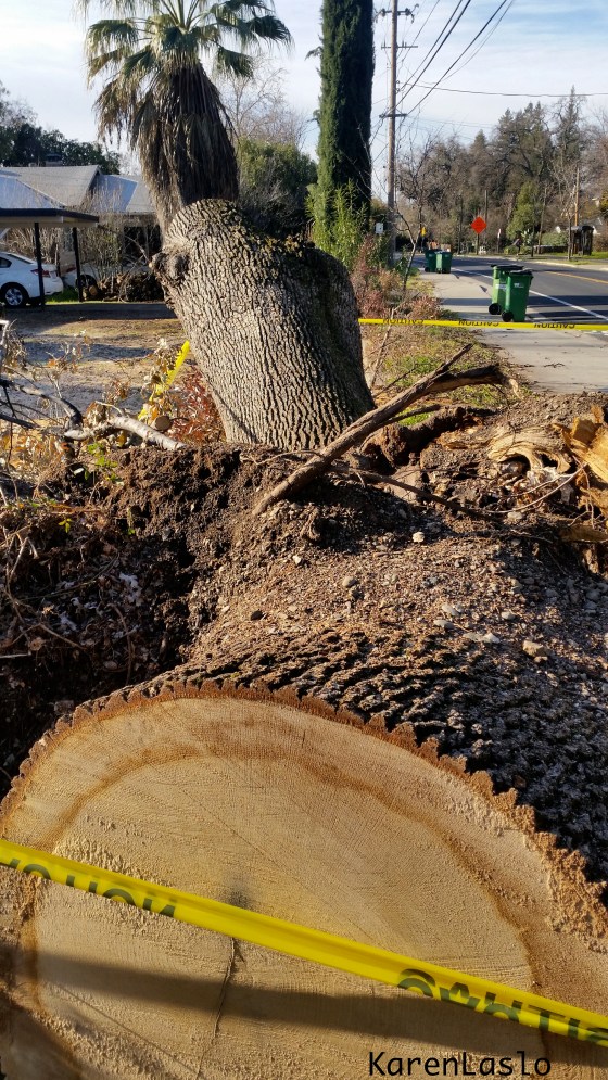 This Valley Oak clipped the roof of 2 houses when it fell on 8th St. Valley Oaks don't like a lot of summertime irrigation.