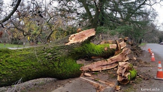 Fortunately, when this oak fell it didn't damage Sycamore Pool.