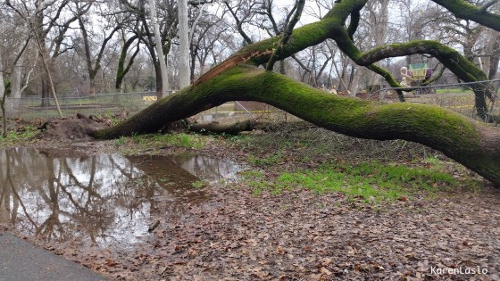 Valley Oak near Caper Acres.