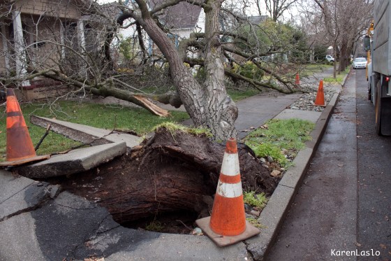 An English Walnut Street Tree tumbled over barely missing 2 houses but pulled the sidewalk up about 3 feet.