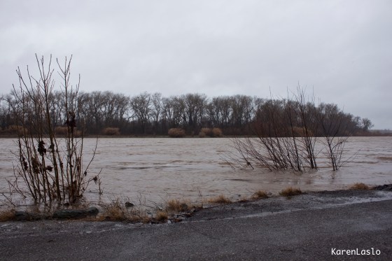 Sacramento River as seen from River Rd. Note there isn't any bank visible.