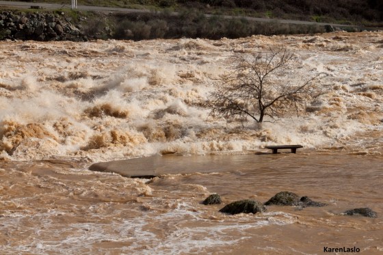 Feather River floods the parking lot east of the fish hatchery.